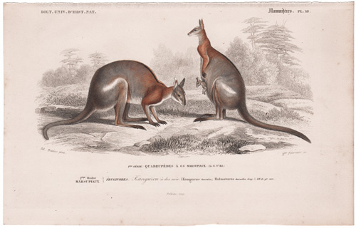 Kangaroos